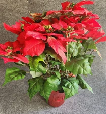 21" Vintage Silk Poinsettia Plant - A PEDALS INC Product - Rare & Stunning - EC
