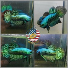 Live Betta Fish High Quality Wild Betta Alien Green - USA Seller