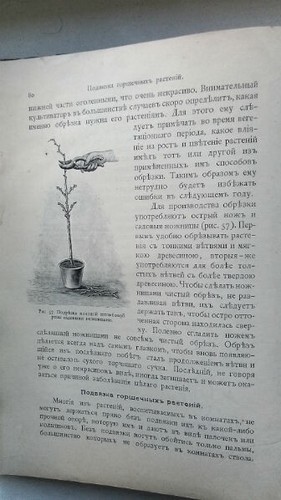 Комнатное садоводство. Уход за комнатными растениями, их выбор и размножен 1904 - Bild 13 von 24