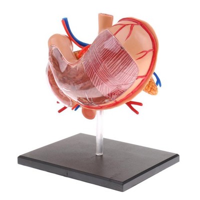 2:3 4D-Vision Anatomisches Modell Des Menschlichen Magens Anatomie-Lehrlabor