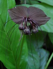 SAMEN BLUMEN-Samen Fledermaus-Blume exotisch selten wunderschön Zimmerpflanze V