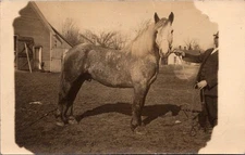 Dappled Gray Stock Horse Profile Real Photo Postcard RPPC c1908