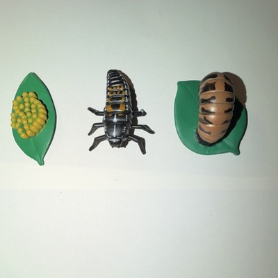 Insect Lore Life Cycle Toy Set Eggs Larva Pupa Educational Ages 4-11