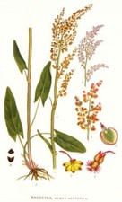 Sauerampfer, Rumex acetosa, 100 Samen