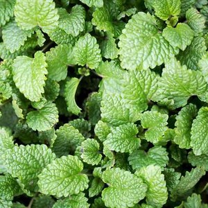 Lemon Balm Seeds - Seeds - Organic - Non Gmo - Heirloom Seeds – Herb Seeds