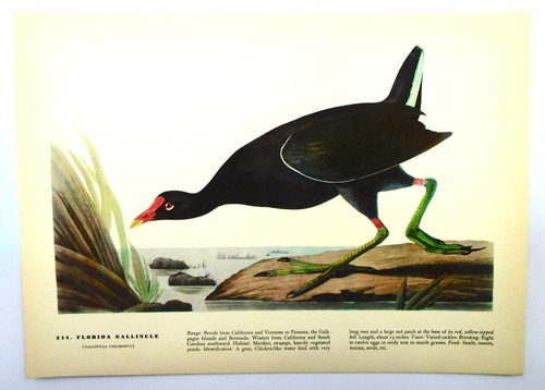 John J. AUDUBON Birds of America 10 Prints SURF SCOTER PLOVER AVOCET 12.5 X 9 in - Picture 10 of 13