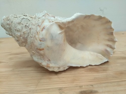 BIG Giant Sea urchin shell Conch gastropods 10.63" VINTAGE rare mollusk pearl