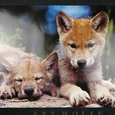 Impresión Spring Wolf Pups 1994 por Art Wolfe 24 x 18 Montana W323 tercera impresión