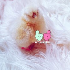 Silkie Hatching eggs