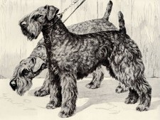 Kerry Blue Terrier - CUSTOM MATTED - Dog Art Print - Langley - NEW