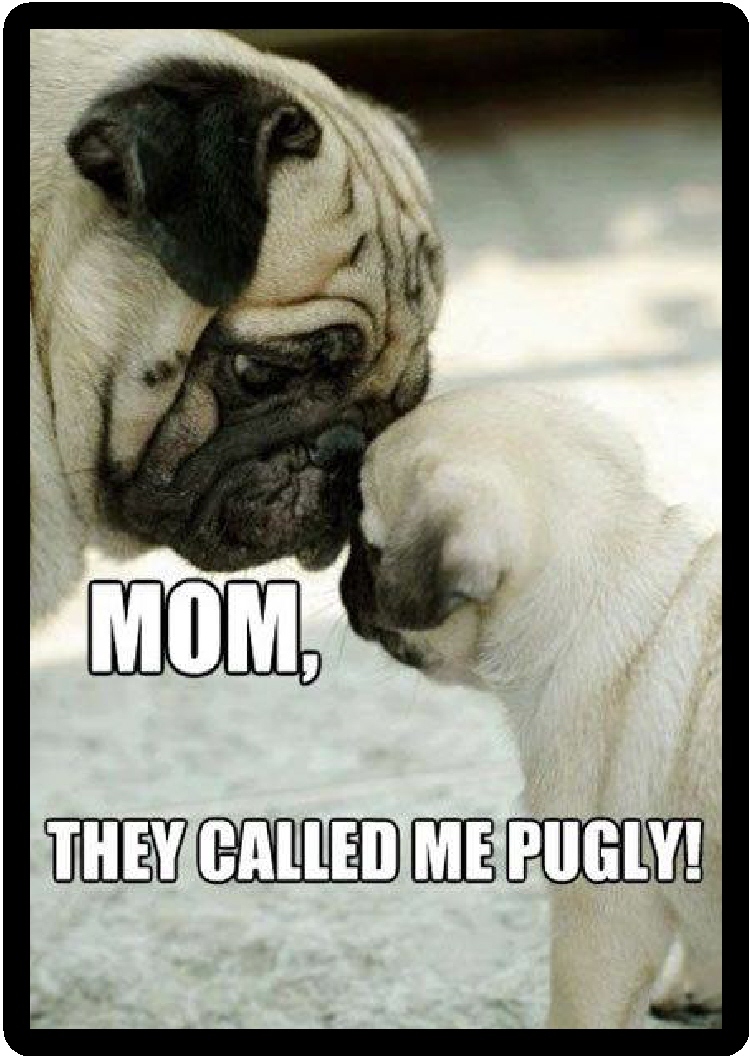 Dog Meme Funny Cute Pugs Funny Cute Female Pug Dog Red Stock Footage Video  (100% Royalty, image size:750x1057