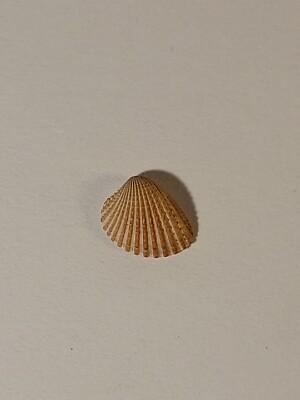 Hand Picked Hawaiian Bicolor Cardita Shell