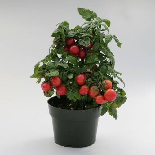TOMATO TINY TIM 30+seeds Dwarf 40cmVariety Great forPots High Yields * FREE POST - Picture 4 of 7