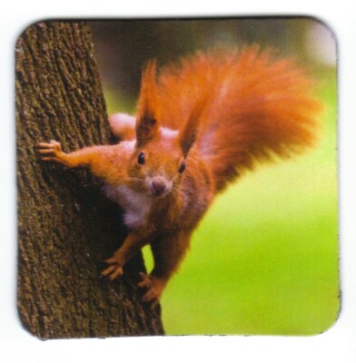 Kühlschrank - Magnet: niedliches Eichhörnchen am Baum - squirrel on a tree