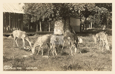 Deer Park, Arcadia, WI Wisconsin (2) 1910 RPPC Photo Postcard Copy