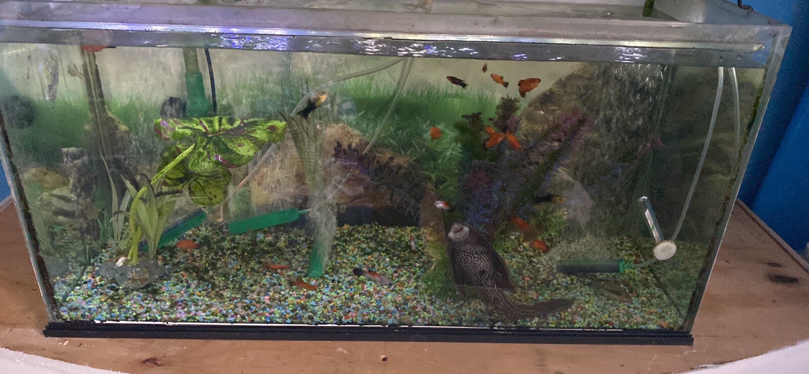 Complete Tropical Fish Tank eBay
