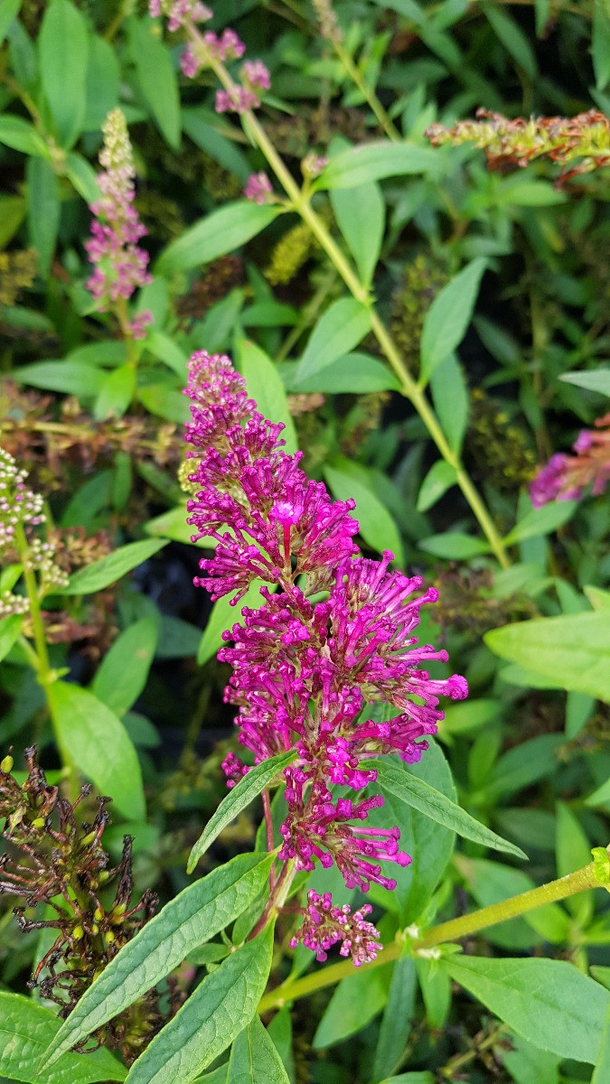 Buddleia davidii BUZZ Magenta créez un paradis pour papillons sur votre balcon