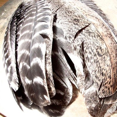Lot of 50 BRONZE TURKEY QUILLS/FEATHERS