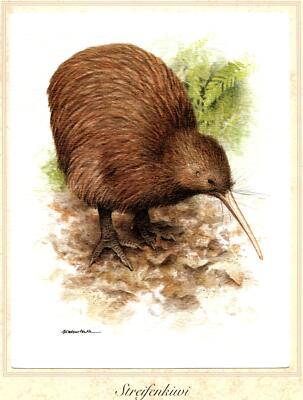 Streifenkiwi (Apteryx australis) Grafikmaß: 17,5 x 25,5 cm