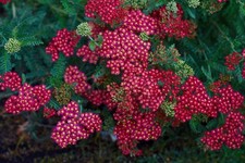 Achillea 'The Beacon' 2L Pot Hardy Perennial Red Yarrow Garden