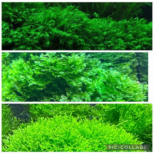 2x2 Inch Portion Of Mixed Moss! Fissiden, Coral, Subwassertang! Live Plants!