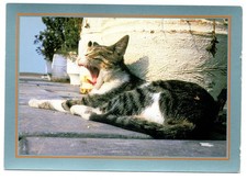 CPM: Chat Tigré Gris Noir et Blanc entrain de bailler, Photo: P. Putelat
