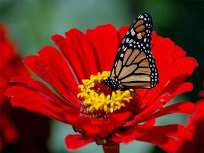 MONARCH BUTTERFLY GLOSSY POSTER PICTURE PHOTO butterflies insect bug flowers 622