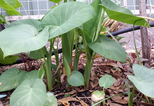 TARO - Fijian Beauty - Delicious and High Yield Variety -  1 Small Plant