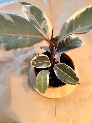 Ficus Elastica Pink Ruby, Tri-Color, Variegated Ruby Rubber Tree plant 4 inch