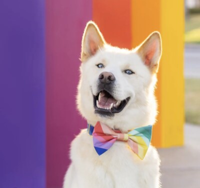 Cotton Dog Collar and Bow Tie Rainbow Pet Collar Pride Adjustable