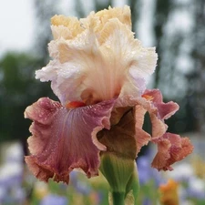 Iris Germanica `Champagne and Strawberries` one rhizome
