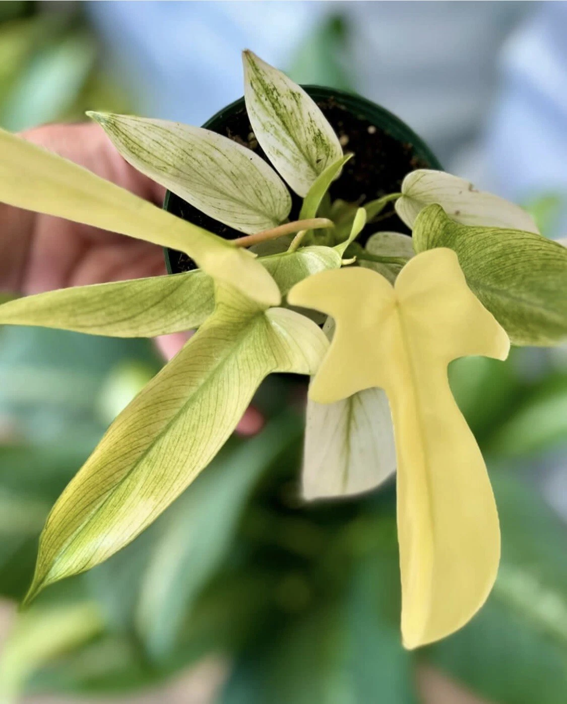 Philodendron Florida Ghost Mint