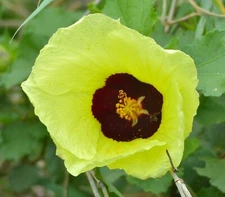 Hibiscus cannabinus Yellow | Kenaf | Brown Indianhemp | 10_Seeds