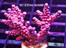 BC ATOM BOMB - SPS LIVE CORAL