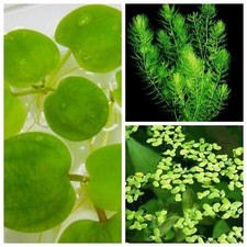  Lotto Piante galleggianti !PIANTA PIANTE ACQUARIO LAGHETTO