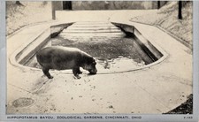 Zoological Gardens Cincinnati Ohio Hippopotamus Bayou Animal Exhibit Stamp 1943