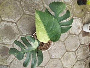 Jungle Mint Monstera | eBay