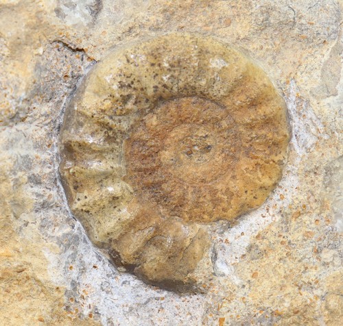 Ammonit, Arnioceras semicostaum, Jura, Sinemur, Holderness, Yorkshire, UK -f59 - Bild 4 von 5