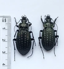 Carabidae,  Carabus (Limnocarabus) clathratus pair A1, from S. Ukraine