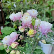 1000 Double Pink & White Columbine Seeds – Frilly Heirloom Blooms Cottage Garden