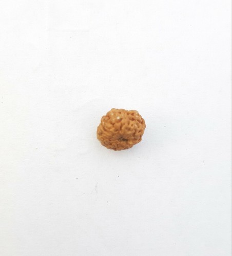 11 Mukhi Rudraksha / Eleven Face Rudraksh Nepal Java Bead Lab Certified - Picture 2 of 5