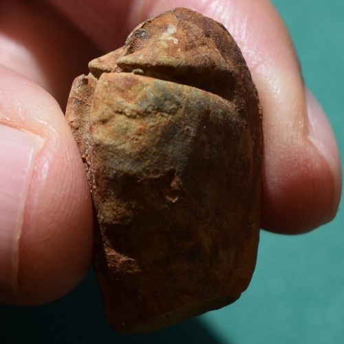 Ultra Rare Bivalve Fossil Nuculites pacatus Bolivia Devonian - Picture 9 of 12