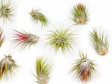 Large Tillandsia Ionantha Guatemala Air Plants - Indoor/Outdoor