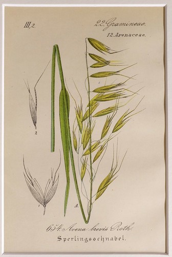 1881 BOTANY - Oat - CHROMOLITHOGRAPH ENGRAVING - With PASSEPARTOUT - (04111) - 第 1/2 張圖片