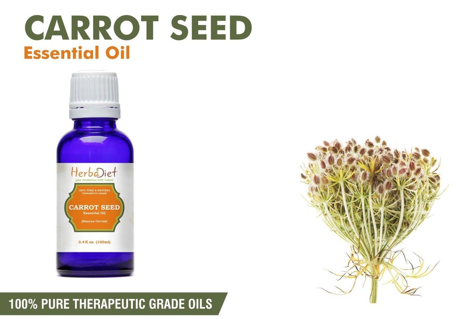 Carrot Seed Essential Oil 100 Pure Natural Aromatherapy Oils