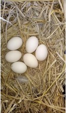 10+ (5 Peruvian and 5+ Aseel ) Hatching eggs