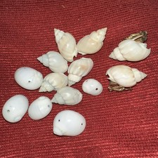 Ohrclips für Damen aus Muscheln plus 11 Muscheln zum Basteln und Schmuck
