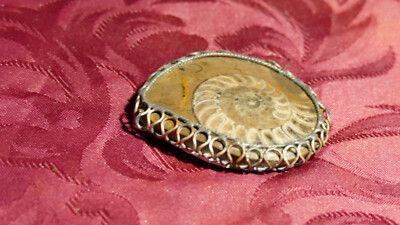 MOLLUSKEN SAMMLUNG / NAUTILUSFOSSIL AUF MARMORSTEIN / SCHMUCKKREIS