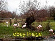 Photo 6x4 Flamingos at Martin Mere Tarlscough The pink hue of the birds i c2004