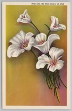 Flowers~Sego Lily~Utah State Flower~Vintage Postcard